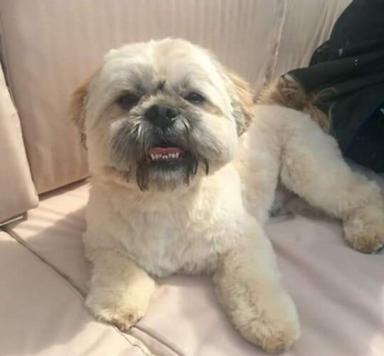 Shih Tzu