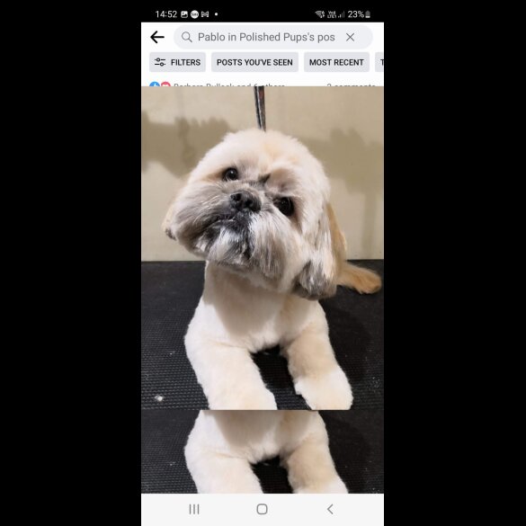 Shih Tzu