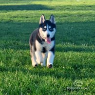 Siberian Husky - Both