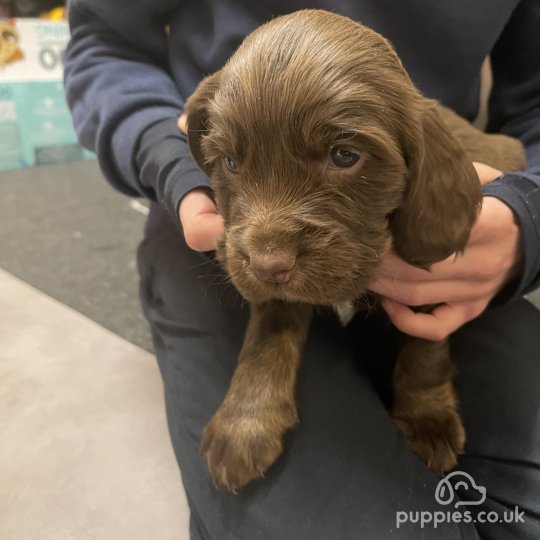 Sprocker puppies for store sale