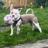 Staffordshire Bull Terrier - Bitches