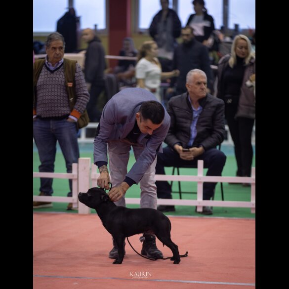 Staffordshire Bull Terrier