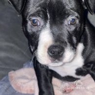 Staffordshire Bull Terrier - Bitches