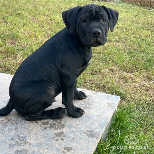 Italian staffordshire hot sale bull terrier