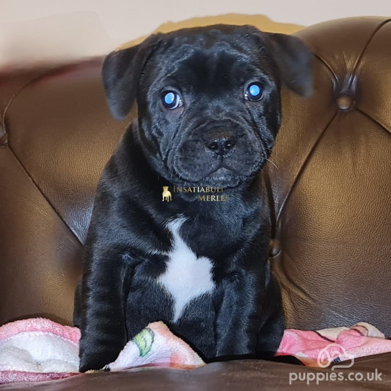 Blue merle outlet staffy