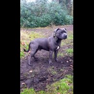 Staffordshire Bull Terrier