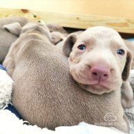 Weimaraner - Both