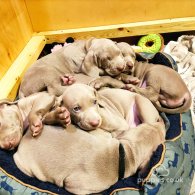 Weimaraner - Both