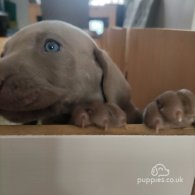 Weimaraner - Both