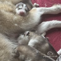 Alaskan Malamute - Both