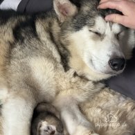 Alaskan Malamute - Both