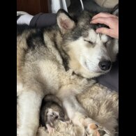 Alaskan Malamute - Both