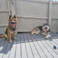 Alaskan Malamute - Both