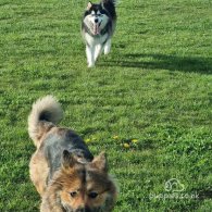 Alaskan Malamute - Both