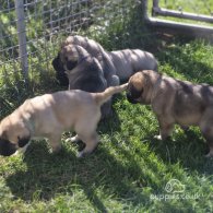 Anatolian Shepherd Dog - Dogs