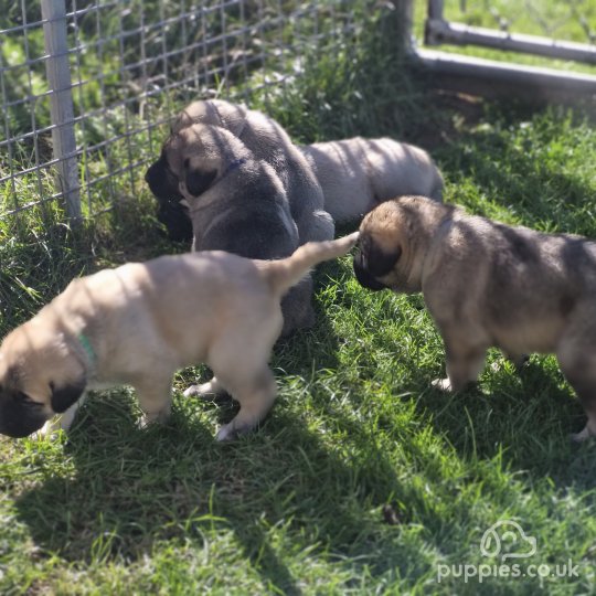 Anatolian Shepherd Dog - Dogs