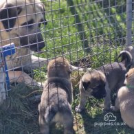 Anatolian Shepherd Dog - Dogs