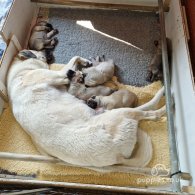 Anatolian Shepherd Dog - Dogs