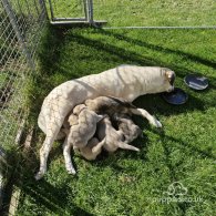 Anatolian Shepherd Dog - Dogs