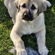 Anatolian Shepherd Dog - Both