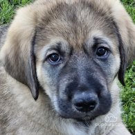 Anatolian Shepherd Dog - Both