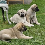 Anatolian Shepherd Dog - Both