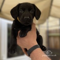 Australian Kelpie - Both