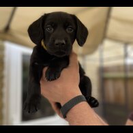 Australian Kelpie - Both