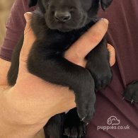 Australian Kelpie - Both