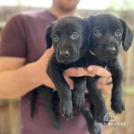 Australian Kelpie - Both