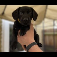 Australian Kelpie - Both