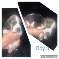 Beagle - Both