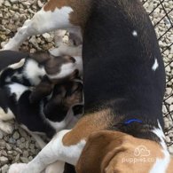 Beagle - Both