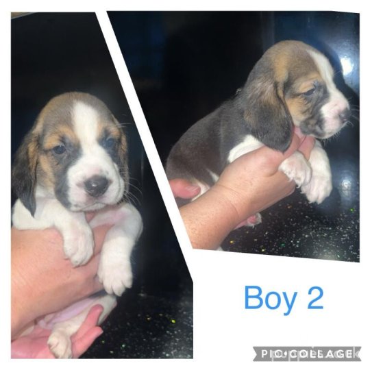 Beagle - Both