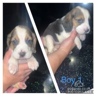 Beagle - Both