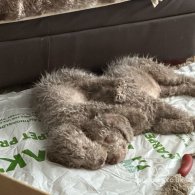 Bedlington Terrier - Dogs