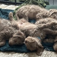 Bedlington Terrier - Dogs