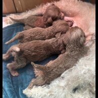 Bedlington Terrier - Dogs