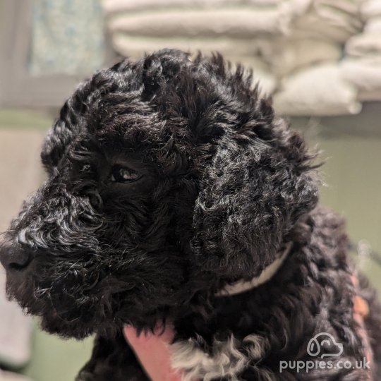 Bedlington Terrier - Both