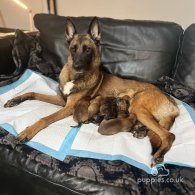 Belgian Shepherd Dog (Groenendael) - Both