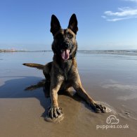 Belgian Shepherd Dog (Tervuren)