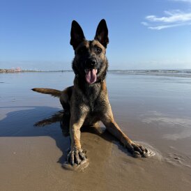 Belgian Shepherd Dog (Tervuren)