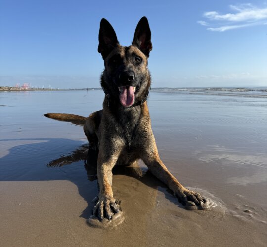 Belgian Shepherd Dog (Tervuren)