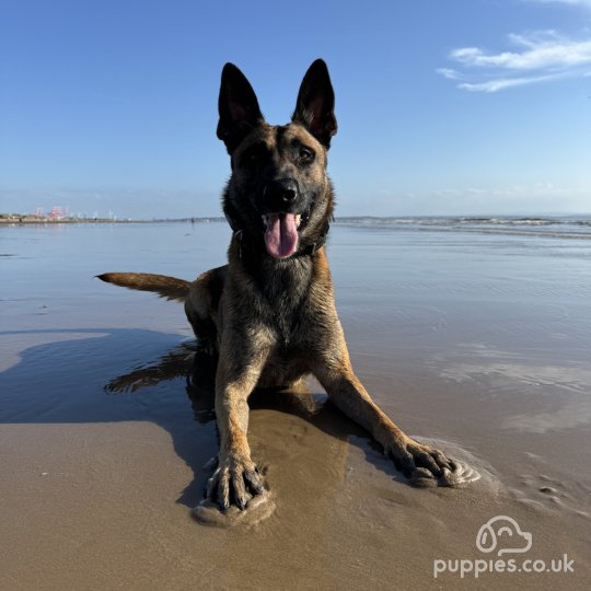 Belgian Shepherd Dog (Tervuren)