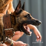 Belgian Shepherd Dog (Tervuren)