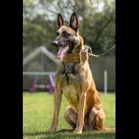 Belgian Shepherd Dog (Tervuren)