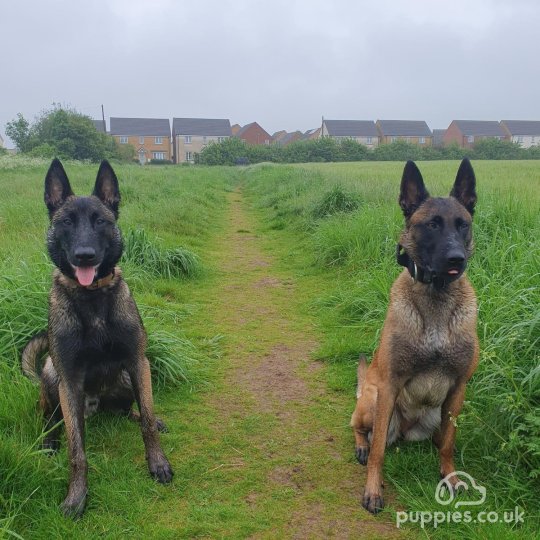 Belgian Shepherd Dog (Tervuren) - Both