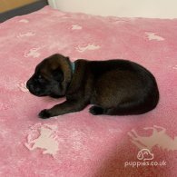 Belgian Shepherd Dog (Tervuren) - Both