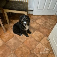 Bernese Mountain Dog - Dogs