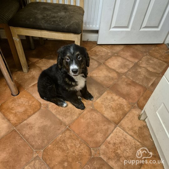 Bernese Mountain Dog - Dogs